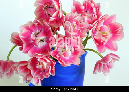 Leuchtend blaue Kanne mit doppelten Pfingstrosen-Tulpen in leuchtend rosa, cremeweißen Rändern. Vollbild-Studio-Nahaufnahme vor weißem Hintergrund. Stockfoto