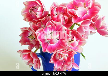 Leuchtend blaue Kanne mit doppelten Pfingstrosen-Tulpen in leuchtend rosa, cremeweißen Rändern. Vollbild-Studio-Nahaufnahme vor weißem Hintergrund. Stockfoto