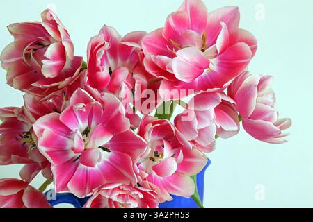 Leuchtend blaue Kanne mit doppelten Pfingstrosen-Tulpen in leuchtend rosa, cremeweißen Rändern. Vollbild-Studio-Nahaufnahme vor weißem Hintergrund. Stockfoto
