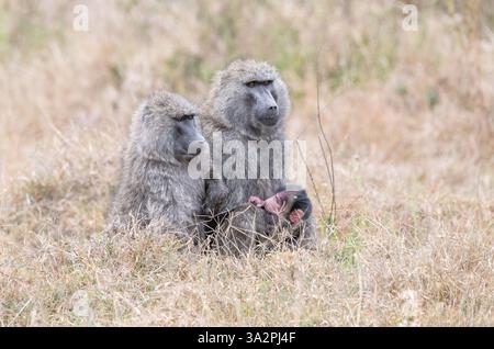 Olivenpaviane (Papio Anubis), zwei Weibchen und ein Junge Stockfoto