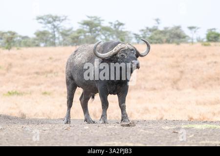 African oder Cape bufffalo (Syncerus Caffer) Stockfoto
