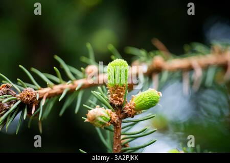 Natürlicher Hintergrund junger Tannenzweige mit kleinen Nadeln. Kiefernwald Baum Hintergrund. Kiefernwald. Natur Umwelt. Kiefernwald Stockfoto