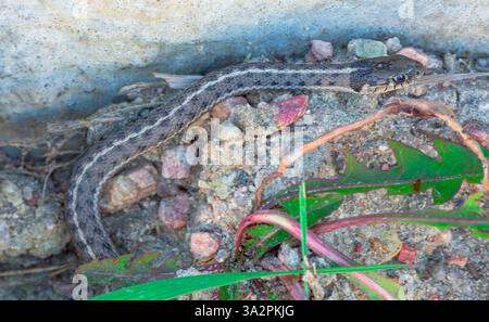 Schwarzhalsstrumpfschlange (Thamnophis cyrtopsis), Castle Rock Colorado USA. Foto im Oktober. Stockfoto