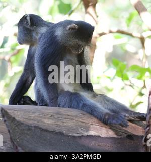 Blaue Affen (Cercopithecus mitis) ruhen im Lake Manyara National Park, Tansania. Waldprimaten, Tierporträt, Safari-Fotografie. Stockfoto