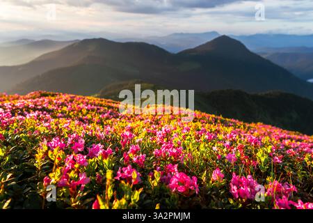 Leuchtende Rhododendronblüten in voller Blüte auf einem Berghang, getaucht in goldenes Licht bei Sonnenuntergang mit nebeligen Gipfeln im Hintergrund. Landschaftsfotografie Stockfoto