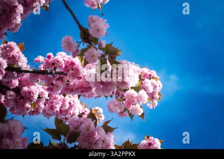 Blühende Frühlingsblumen. Sakura-Baum. Frühlingsblüte-Baumzweig mit weißen Blüten. Frühlingsblumen. Weiß blüht den Obstbaum. Die Sakura. Kirsch Stockfoto