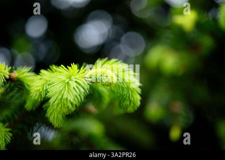 Natürlicher Hintergrund junger Tannenzweige mit kleinen Nadeln. Kiefernwald Baum Hintergrund. Kiefernwald. Natur Umwelt. Kiefernwald Stockfoto