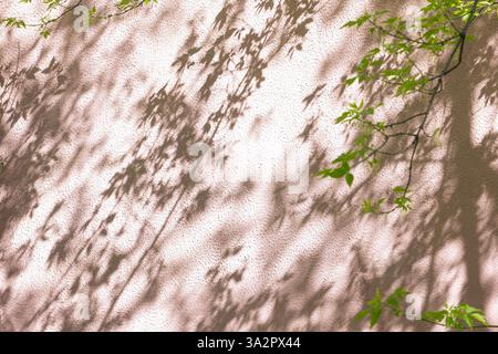 Ein Baum mit kleinen grünen Blättern und einem Schatten von ihnen auf einer rosa Wand. Stockfoto