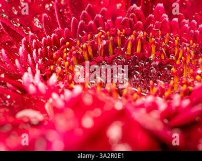 Eine leuchtend rote Gerbera Gänseblümchen bedeckt mit glitzernden Wassertröpfchen, die die komplizierten Details ihrer zentralen Röschen und zarten Blütenblätter hervorheben. Stockfoto