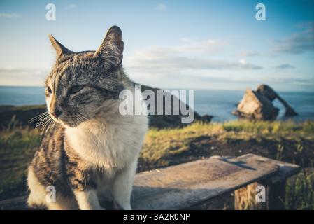 Katze vor dem Bow Fiddle Rock in Portknockie, Schottland Stockfoto