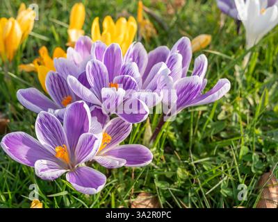Eine Gruppe von violetten und weißen Krokussen mit goldenen Staubblättern blüht zwischen grünem Gras, begleitet von hellgelben Blüten. Stockfoto
