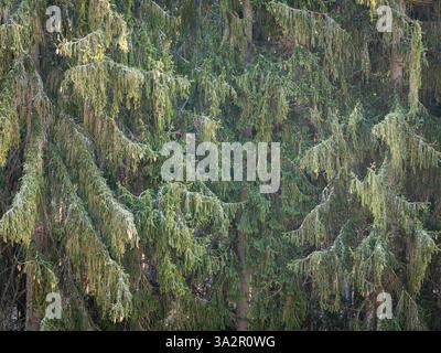 Dichte immergrüne Äste, bedeckt mit grünen Nadeln, mit Tannenzapfen, die von Sonnenlicht beleuchtet werden, schaffen eine natürliche Waldstruktur Stockfoto