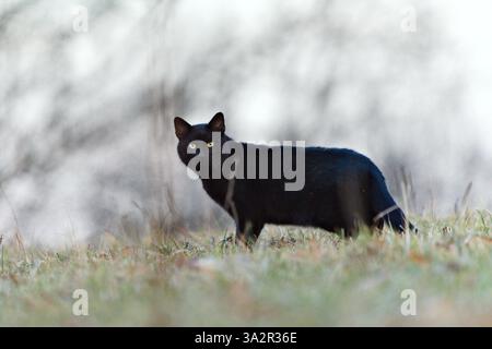 Die schwarze Hauskatze jagt in der frühen Nacht Nagetiere auf dem Feld. Gewöhnliches Haustier in der Tschechischen republik. Stockfoto