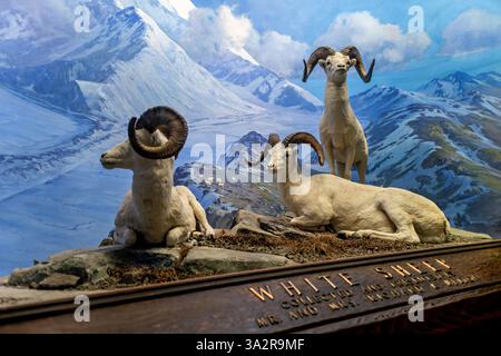 American Museum of Natural History Dall Sheep Diorama New York City // NEW YORK CITY, Vereinigte Staaten — das Dall Sheep Diorama in der Hall of North American Mammals im American Museum of Natural History zeigt drei Widder, die um Mitternacht im August im Denali National Park in Alaska ruhen. Die Ausstellung zeigt diese flinken weißen Schafe in ihrem natürlichen alpinen Lebensraum oberhalb der Baumgrenze, wo sie Schutz vor Raubtieren an steilen, felsigen Hängen finden. Das Diorama zeigt, wie Dall-Schafe (Ovis dalli), auch bekannt als Tinnhornschafe, angepasst sind, um in den rauen Bergwelten von Ala zu überleben Stockfoto