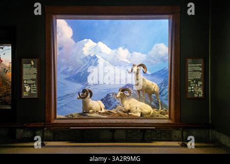 American Museum of Natural History Dall Sheep Diorama New York City // NEW YORK CITY, Vereinigte Staaten — das Dall Sheep Diorama in der Hall of North American Mammals im American Museum of Natural History zeigt drei Widder, die um Mitternacht im August im Denali National Park in Alaska ruhen. Die Ausstellung zeigt diese flinken weißen Schafe in ihrem natürlichen alpinen Lebensraum oberhalb der Baumgrenze, wo sie Schutz vor Raubtieren an steilen, felsigen Hängen finden. Das Diorama zeigt, wie Dall-Schafe (Ovis dalli), auch bekannt als Tinnhornschafe, angepasst sind, um in den rauen Bergwelten von Ala zu überleben Stockfoto