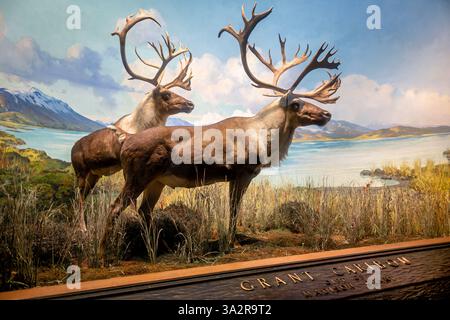 Caribou Diorama American Museum of Natural History New York City // NEW YORK CITY, Vereinigte Staaten — das Caribou Diorama in der Hall of North American Mammals im American Museum of Natural History zeigt eine September-Paarungsszene auf Level Mountain, British Columbia, Kanada. Das Diorama wurde als Teil der berühmten Tierwelt des Museums geschaffen und zeigt zwei weibliche Karibus, einen Jungtier und einen Mann während der Furche, wobei einige Tiere noch Samt auf ihrem Geweih tragen. Diese Ausstellung, zusammen mit 40 weiteren nordamerikanischen Säugetierszenen, wurde 2011-2012 unter umfangreichen Restaurierungen unterzogen Stockfoto