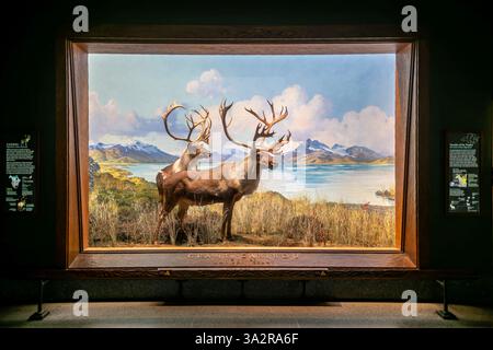 American Museum of Natural History Caribou Diorama New York City // NEW YORK CITY, Vereinigte Staaten — das Caribou Diorama in der Hall of North American Mammals im American Museum of Natural History zeigt eine September-Paarungsszene auf Level Mountain, British Columbia, Kanada. Das Diorama wurde als Teil der berühmten Tierwelt des Museums geschaffen und zeigt zwei weibliche Karibus, einen Jungtier und einen Mann während der Furche, wobei einige Tiere noch Samt auf ihrem Geweih tragen. Diese Ausstellung, zusammen mit 40 weiteren nordamerikanischen Säugetierszenen, wurde 2011-2012 unter umfangreichen Restaurierungen unterzogen Stockfoto