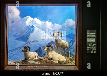 American Museum of Natural History Dall Sheep Diorama New York City // NEW YORK CITY, Vereinigte Staaten — das Dall Sheep Diorama in der Hall of North American Mammals im American Museum of Natural History zeigt drei Widder, die um Mitternacht im August im Denali National Park in Alaska ruhen. Die Ausstellung zeigt diese flinken weißen Schafe in ihrem natürlichen alpinen Lebensraum oberhalb der Baumgrenze, wo sie Schutz vor Raubtieren an steilen, felsigen Hängen finden. Das Diorama zeigt, wie Dall-Schafe (Ovis dalli), auch bekannt als Tinnhornschafe, angepasst sind, um in den rauen Bergwelten von Ala zu überleben Stockfoto