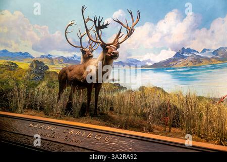 American Museum of Natural History Caribou Diorama New York City // NEW YORK CITY, Vereinigte Staaten — das Caribou Diorama in der Hall of North American Mammals im American Museum of Natural History zeigt eine September-Paarungsszene auf Level Mountain, British Columbia, Kanada. Das Diorama wurde als Teil der berühmten Tierwelt des Museums geschaffen und zeigt zwei weibliche Karibus, einen Jungtier und einen Mann während der Furche, wobei einige Tiere noch Samt auf ihrem Geweih tragen. Diese Ausstellung, zusammen mit 40 weiteren nordamerikanischen Säugetierszenen, wurde 2011-2012 unter umfangreichen Restaurierungen unterzogen Stockfoto