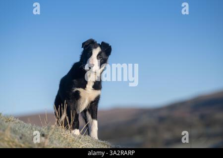 Border Collie Schäferhund an einem frischen, frostigen Morgen in den Yorkshire Dales, Großbritannien. Stockfoto