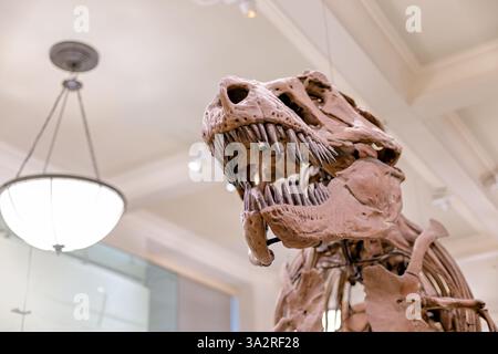 Tyrannosaurus Rex Skeleton American Museum of Natural History New York City // NEW YORK, Vereinigte Staaten — das authentische Tyrannosaurus rex Skeleton (Exemplar AMNH 5027) wird im David H. Koch Dinosaur Wing des American Museum of Natural History ausgestellt. Dieses historisch bedeutsame Exemplar, das 1908 von B. Brown und P. C. Kaisen im Big Dry Creek in Montana gesammelt wurde, war das erste Skelett von T. rex, das jemals öffentlich ausgestellt wurde. Zwischen 1992 und 1994 wurde das 65 Millionen Jahre alte Fossil komplett neu aufbereitet und in einer neuen, wissenschaftlich präziseren Haltung wiederaufbereitet, wodurch es von den vielen unterschieden wurde Stockfoto