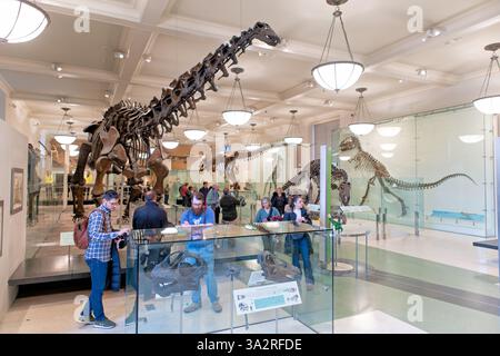 American Museum of Natural History Apatosaurus Skeleton New York City // NEW YORK CITY, Vereinigte Staaten — das American Museum of Natural History zeigt dieses Apatosaurus excelsus Skelett mit lehrreichen Informationen, die die Namensumstreit zwischen Apatosaurus und Brontosaurus erklären. Dieses zusammengesetzte Skelett stammt in erster Linie von einem einzelnen Individuum, enthält aber Material aus mehreren Proben, die zwischen 1898-1901 von Como Bluff, Wyoming, gesammelt wurden. Die Ausstellung verdeutlicht, dass der Paläontologe O.C. Marsh 1877 einen fossilen Apatosaurus und 1879 einen Brontosaurus nannte, aber Wissenschaftler Stockfoto