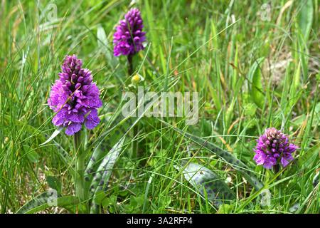 Violette Sommerblumen von Dactylorhiza majalis oder breitblättrige Sumpforchidee UK Juni Stockfoto