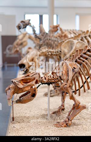 American Museum of Natural History Giant Wombat Skeleton New York City // NEW YORK CITY, Vereinigte Staaten — das American Museum of Natural History zeigt dieses Phascolonus gigas (Riesenwombat) Skelett im Übergangsbereich zwischen dem David H. Koch Dinosaurier Wing und dem Lila Acheson Wallace Wing der Säugetiere und ihrer ausgestorbenen Verwandten. Dieses Beutelfossil wurde 1970 von C. E. Ray aus Lake Callabonna in Südaustralien gesammelt und lebte vor etwa 100.000 Jahren während des späten Pleistozäns. Das Exponat zeigt beide Beutelzahnmerkmale mit dreieckigen Spitzen für effizientes Kauen Stockfoto