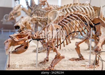 Phascolonus Gigas Skeleton American Museum of Natural History New York City // NEW YORK CITY, Vereinigte Staaten — das American Museum of Natural History zeigt dieses Phascolonus gigas (Riesenwombat) Skelett im Übergangsbereich zwischen dem David H. Koch Dinosaurier Wing und dem Lila Acheson Wallace Wing der Säugetiere und ihrer ausgestorbenen Verwandten. Dieses Beutelfossil wurde 1970 von C. E. Ray aus Lake Callabonna in Südaustralien gesammelt und lebte vor etwa 100.000 Jahren während des späten Pleistozäns. Das Exponat hebt beide Beutelzahnmerkmale mit dreieckigen Spitzen hervor, um effizient zu sein Stockfoto