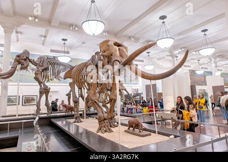Mammoth and Mastodon Skeletons American Museum New York City // NEW YORK CITY, Vereinigte Staaten — das American Museum of Natural History zeigt diese beeindruckende Sammlung von Skeletten von Probosciden im Lila Acheson Wallace Flügel der Säugetiere und ihrer ausgestorbenen Verwandten. Die Ausstellung zeigt Mammut (Mammuthus jeffersoni) und Mastodon (Mammut americanum), die vor etwa 11.000 Jahren während des späten Pleistozäns lebten, sowie den älteren Gomphoten (Gomphotherium) von vor 10 Millionen Jahren. Diese nordamerikanischen Elefantenverwandten zeigen die evolutionäre Vielfalt von proboscidea Stockfoto