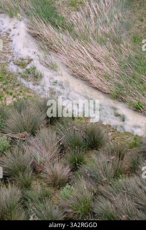 Muster von Auengräsern nach einer Überschwemmung des Sauch in Sizilien, Italien Stockfoto