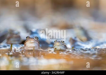 Frühjahrspaarung von Fröschen. Der Moorfrosch, Rana arvalis. Stockfoto