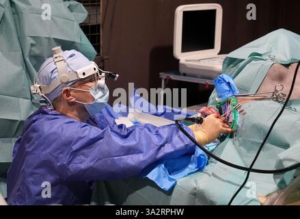 Der Tierarzt Romain Pizzi führt eine Operation durch, um Flüssigkeit aus dem Gehirn des zweijährigen Braunbären Boki zu entfernen, bei Wildwood Trust in Kent, das erste Mal, dass eine solche Operation in Großbritannien durchgeführt wurde. Ein MRT-Scan Anfang dieses Jahres auf Boki, der unter Krampfanfällen und damit verbundenen Gesundheitsproblemen litt, ergab, dass er Hydrozephalus (Flüssigkeit im Gehirn) hat. Bilddatum: Mittwoch, 9. Oktober 2024. Stockfoto