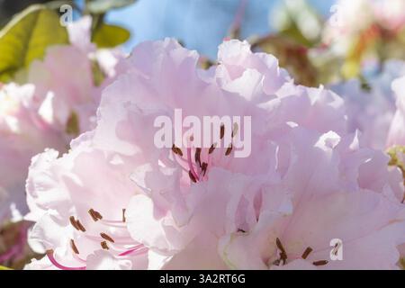 Wunderschöne rosa blühende Azaleen, Sträucher der Gattung Rhododendron. Nahaufnahme weißer Rhododendronblüten in Blüte. Blühende Blumen im Frühling gar Stockfoto