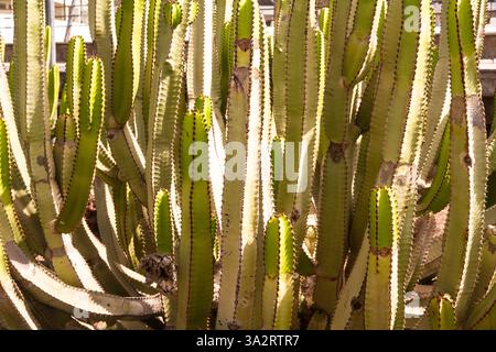 Euphorbia canariensis, auch bekannt als Kanarieninsel Spurge oder Herkules Club, ein saftiger Sträucher, der auf Teneriffa wächst. Stockfoto