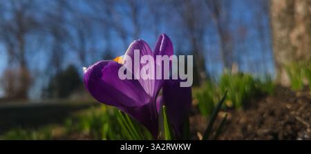 Hübscher Krokus in der Nachmittagssonne. Sonneneinstrahlung von links. Himmel, Blätter, Bäume und Gras verschwimmen im Hintergrund. Die Sonne scheint durch die Blütenblätter. Stockfoto