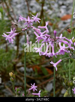 Knoblauchgras, Society Knoblauch, Pink Agapanthus, Wilder Knoblauch oder süßer Knoblauch, Tulbaghia violacea, Amaryllidaceae. Ostkap, Südafrika. Stockfoto