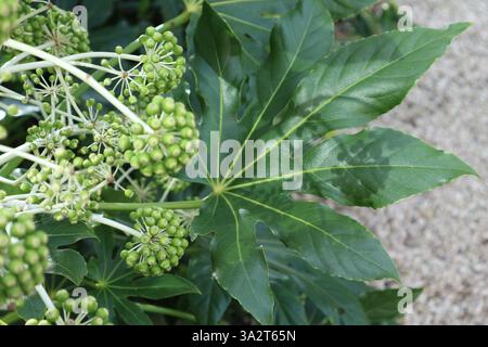 Fatsia Japonica, Blätter und unreife Früchte, wachsen in einem Londoner Hofgarten in der Februarsonne. Stockfoto