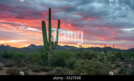 Sonran Desert stürmischer Sonnenuntergang, Arizona, USA. Stockfoto