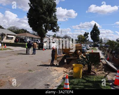 Pico Rivera, USA. März 2025. Die Menschen arbeiten auf einer Straße nach einem Tornado in Pico Rivera, Los Angeles, Kalifornien, den Vereinigten Staaten, am 13. März. 2025. ein Tornado zog am frühen Donnerstagmorgen durch Los Angeles County, Südkalifornien, ein, bestätigte der U.S. National Weather Service (NWS). Der Tornado verursachte äußere Schäden an Häusern und Autos und riss mehrere Bäume, sagte NWS. Quelle: Qiu Chen/Xinhua/Alamy Live News Stockfoto