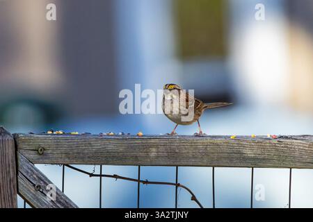 Das Lied Spatzen (Melospiza melodia), einheimische Spatzen in Nordamerika Stockfoto