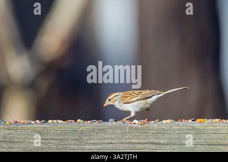 Das Lied Spatzen (Melospiza melodia), einheimische Spatzen in Nordamerika Stockfoto