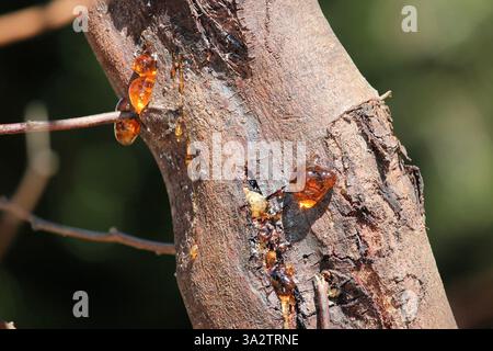 Nahaufnahme der Kaumose bei Akazienbaum, South Australia Stockfoto