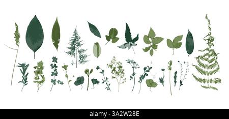 Raue Kanten getrocknete florale grüne Silhouetten Set Stock Vektor