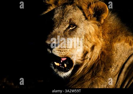 Porträt eines Löwen in Botswana, Afrika Stockfoto