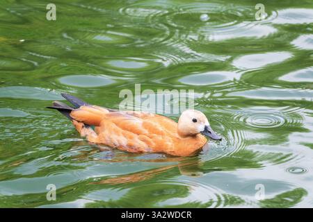 Ruddy Shelduck, oder rote Ente, lat. Tadorna ferruginea, Schwimmen auf einem See. Es ist Wasservögel Familie von Enten, ähnlich wie die gemeinsame. Der Vogel hat einen Orang Stockfoto