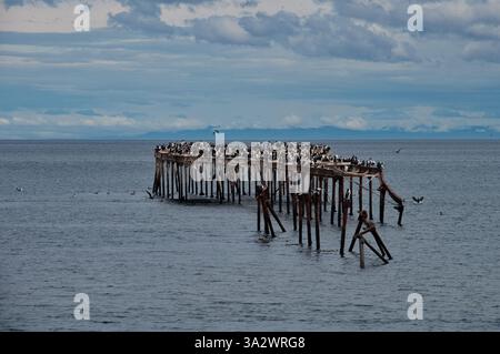 Ein alter, verwitterter Pier, der sich in ein Gewässer erstreckt und mit einer großen Anzahl von Seevögeln bedeckt ist Stockfoto