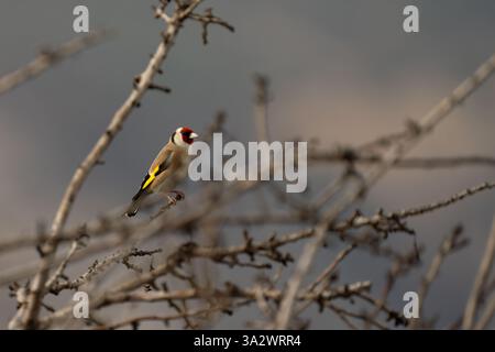 Europäischer Goldfinch (Carduelis carduelis حسون أوراسي), der auf einem Ast thront, fotografiert im Januar in israel Stockfoto