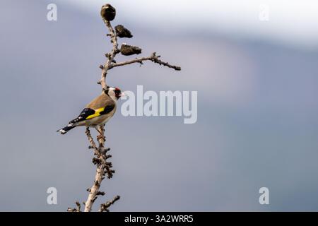 Europäischer Goldfinch (Carduelis carduelis حسون أوراسي), der auf einem Ast thront, fotografiert im Januar in israel Stockfoto