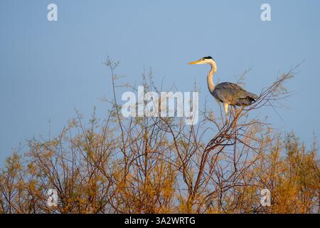 Graureiher (Ardea cinerea بلشون أرمد), der in einem Wasserteich weht. Dieser große Vogel jagt in Seen, Flüssen und Sümpfen und fängt Fische oder kleine Tiere mit Stockfoto